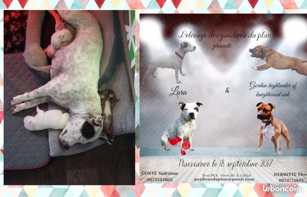 Des Gardiens Du Plan - Staffordshire Bull Terrier - Portée née le 18/09/2017